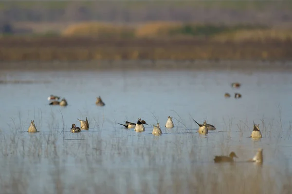 北针尾鸭在被水淹的湿地中打滚 — 图库照片