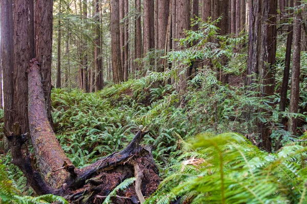 Redwood Bos Bomen Varens Gevallen — Stockfoto