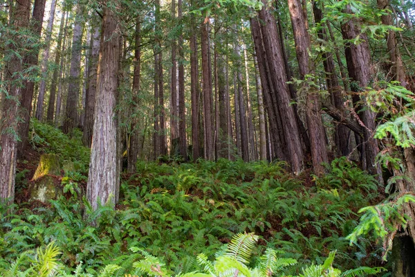 Redwood Bos Bomen Varens Gevallen — Stockfoto