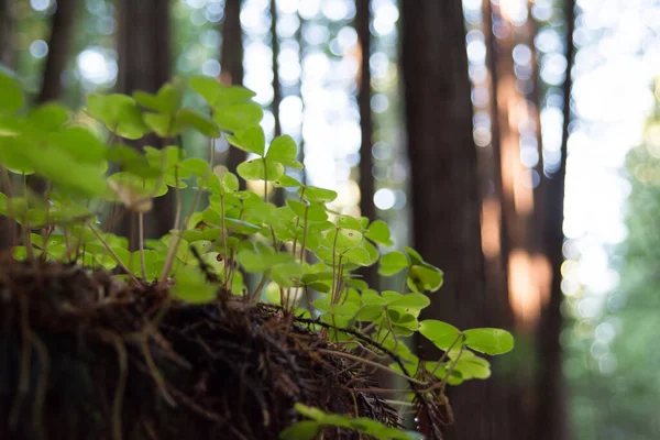 Detailní Záběr Rostoucí Malý Zelený Jetel Okraji Letním Lese Slunci — Stock fotografie