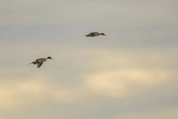 Vista Lateral Drakes Voadores Com Asas Escopo Fundo Céu — Fotografia de Stock