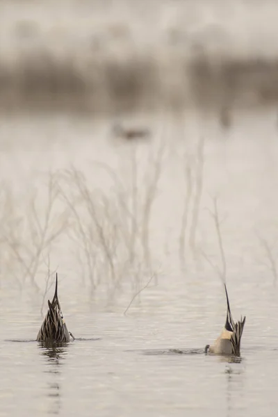Охотничьи Цапли Торчащие Реки Волнообразия — стоковое фото