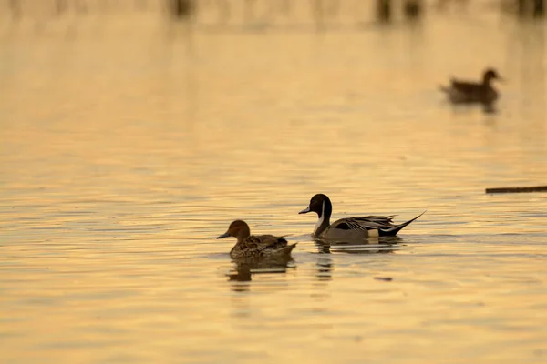 雄鸭和母鸭在一起游泳 — 图库照片