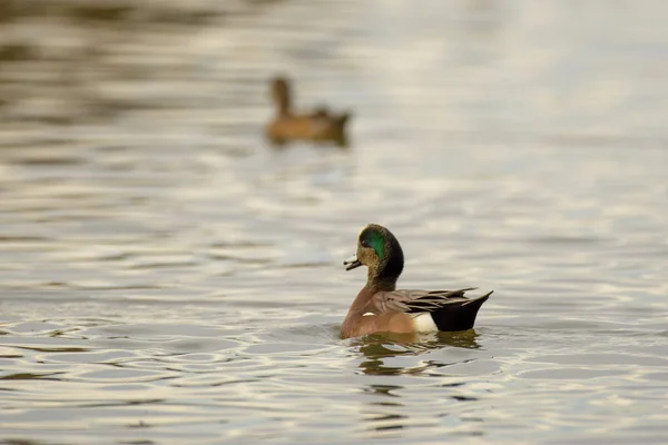 Wigeon Duck Drake Muž Plavání — Stock fotografie