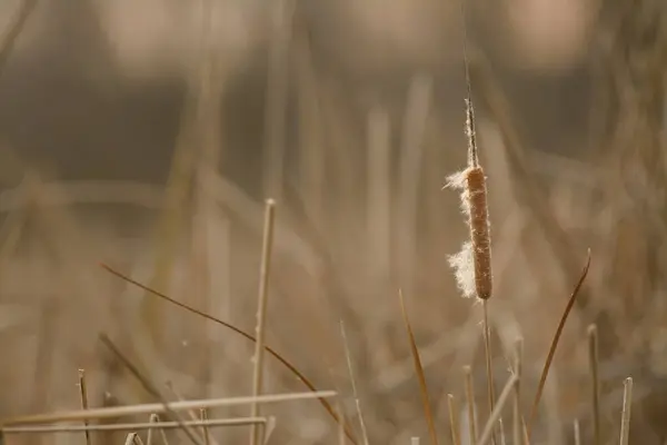 草の間にふわふわと死んだラッシュのクローズアップビュー — ストック写真