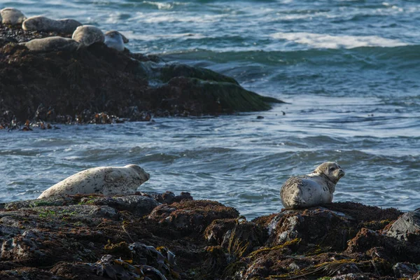 Harbor Seals Sunbathing Rocks Turbulent Seas Royalty Free Stock Images