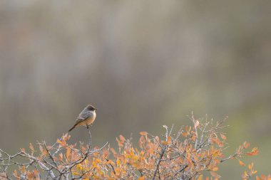 Güzel ispinozun yan görüntüsü çalıların üzerinde, bulanık arka planda oturuyor.
