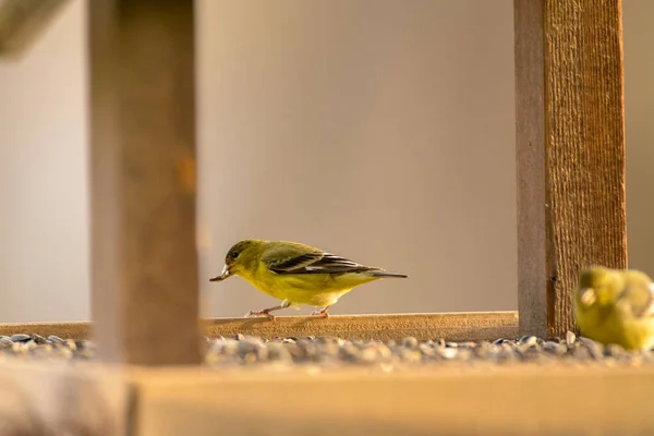 Gelbe Amerikanische Stieglitz Vögel Fressen Von Einem Futterhäuschen — Stockfoto