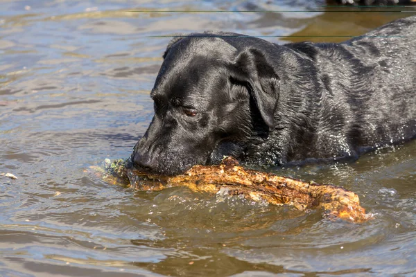 Zwarte Labrador Retriever Hond Spelen Met Stok Het Water — Stockfoto