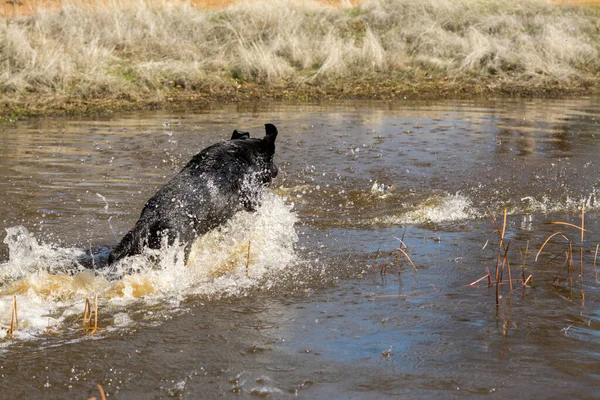 Oude Chocolade Labrador Hond Zittend Vijverwater — Stockfoto