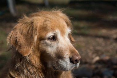 Golden Retriever kafa vurdu