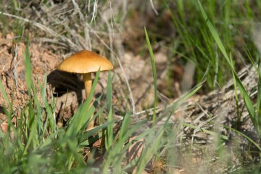 Doğada yeşil çimlerde yetişen küçük kahverengi mantarlar. 