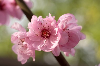 Bulanık arka planda büyüyen küçük pembe çiçekli yakın çekim dalı 
