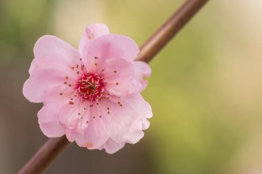 Doğada ince bir dalda yetişen küçük pembe bir çiçek. 
