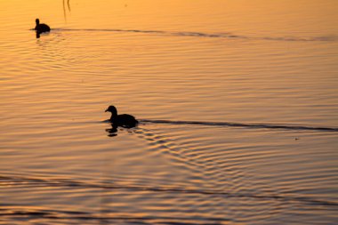 Gün batımında iki ördek silueti