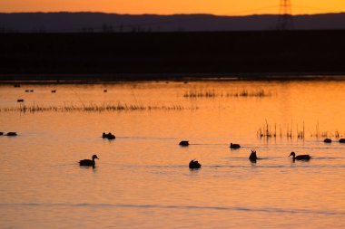 Bataklıklarda yüzen ördekler Gün batımı siluetinde