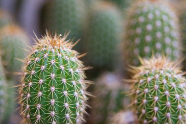 Keskin dikenli yeşil kaktüslerin yakın plan çekimi. 