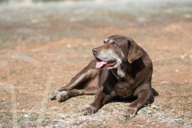 Güneşli bir günde ağzı açık, yerde yatıp dinlenen yetişkin bir köpek. 