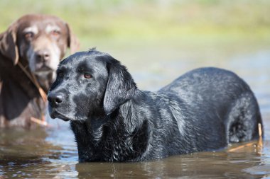 Havuz suyunda oturan çikolatalı labrador köpeği.
