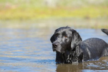 Kara Labrador Retriever köpeği, güneşli bir günde havuzda duruyor ve dinleniyor.