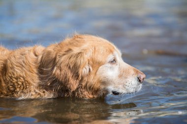 Yaşlı Golden Retriever köpeği suda yüzüyor