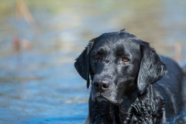 Su portresindeki siyah Labrador av köpeği.
