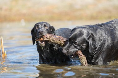 İki Labrador Retriever siyah köpeği gölet suyunda duruyor ve güneşli bir günde büyük sopa için mücadele ediyorlar. 