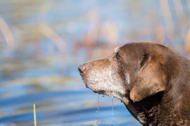 Kahverengi yetişkin Labrador Retriever köpeğinin yan görüntüsü. 