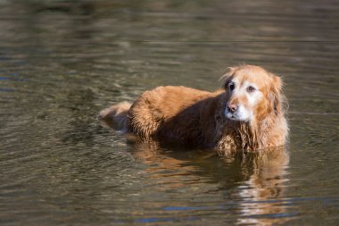 Golden retriever köpeği suda yüzüyor.