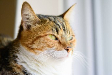 Tekir kedi uykuya dalıyor..