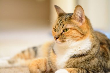 Tekir kedi halıya uzandı..