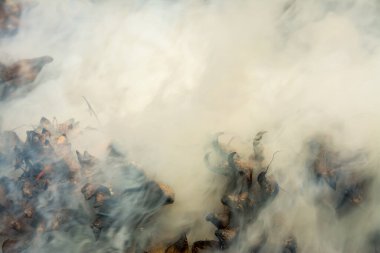 Çam kozalakları ateşte yanıyor ve tütüyor