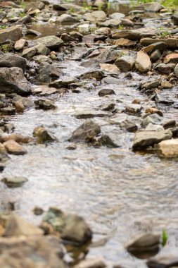 Kayaların ve yosunların üzerinden akan küçük bir dağ deresi