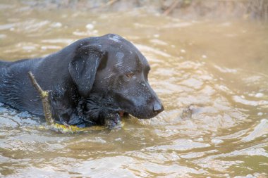 Siyah labrador av köpeği yüzme sopası.