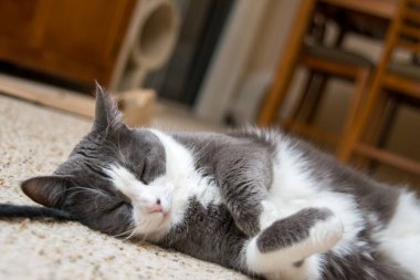 Gri beyaz kedi halıda oyuncakla uyuyor.