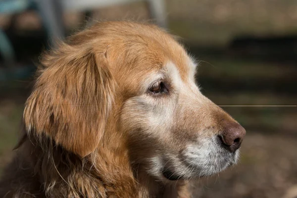 Eski Golden Retriever Köpek Portresi — Stok fotoğraf