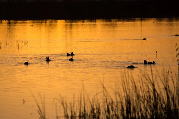 Утки Плавают Воде Силуэте Заходящего Солнца — стоковое фото