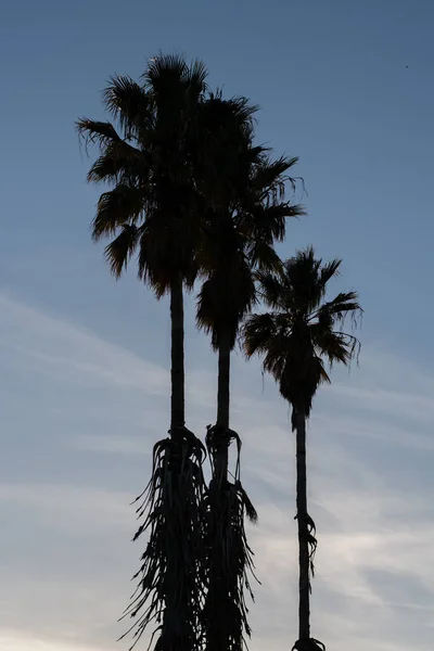Drie Palmbomen Blauwe Lucht Silhouet — Stockfoto