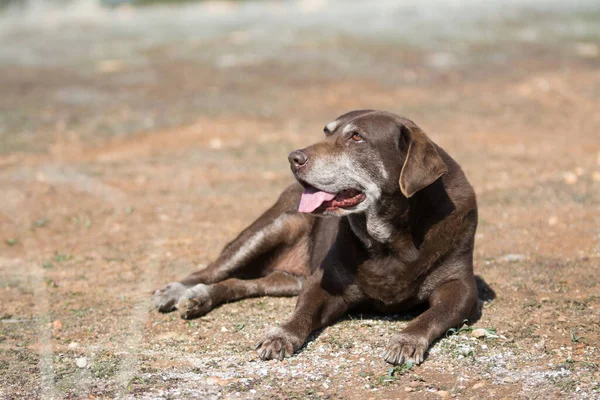 Perro Adulto Acostado Descansando Suelo Con Boca Abierta Día Soleado —  Fotos de Stock