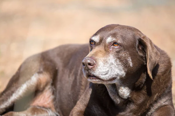 Viejo Perro Labrador Retriever Chocolate Acostado —  Fotos de Stock