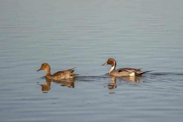 北平尾鸭鸭鸭公鸭在湿地水中与母鸭并排游动 — 图库照片