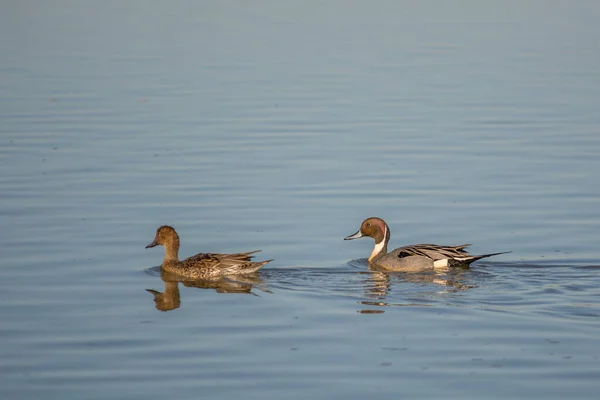 两只鸭在清澈的池塘里游泳的侧视图 — 图库照片