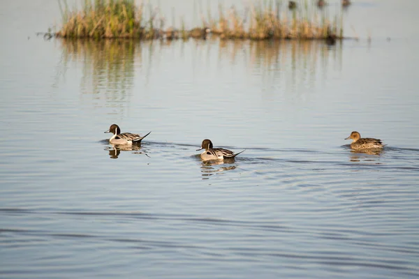 Nördliche Pintail Ente Erpel Männchen Schwimmen Entlang Seite Weibchen Feuchtgebieten — Stockfoto