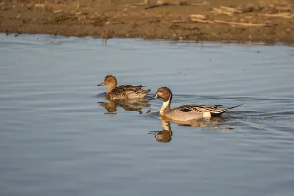 两只鸭子在池塘岸边一起游动的侧视图 — 图库照片