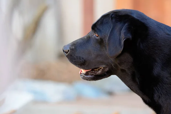 Negro Labrador Retriever Perro Sonriendo Mirando Hacia Fuera —  Fotos de Stock