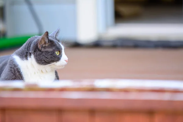 Gato Gris Blanco Acostado Mirando Hacia Lado — Foto de Stock