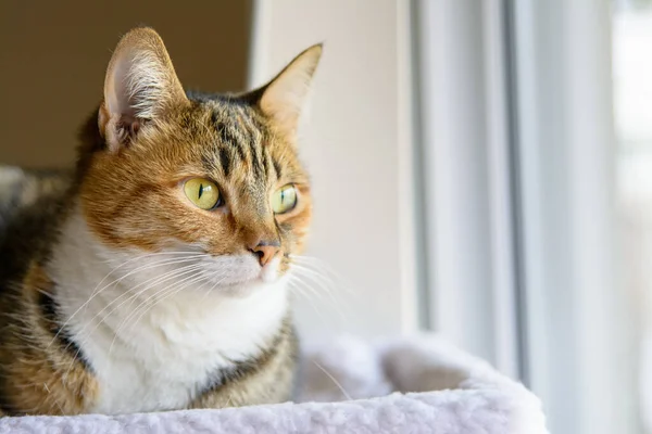 Кіт Таббі Інтенсивно Дивиться Вікно — стокове фото