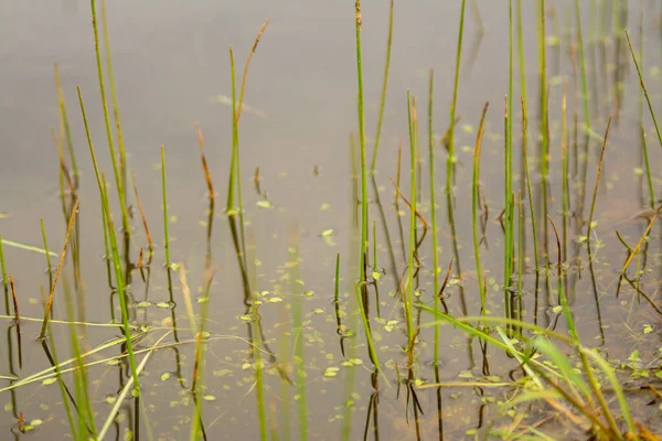 Grünes Gras Wächst Teich — Stockfoto