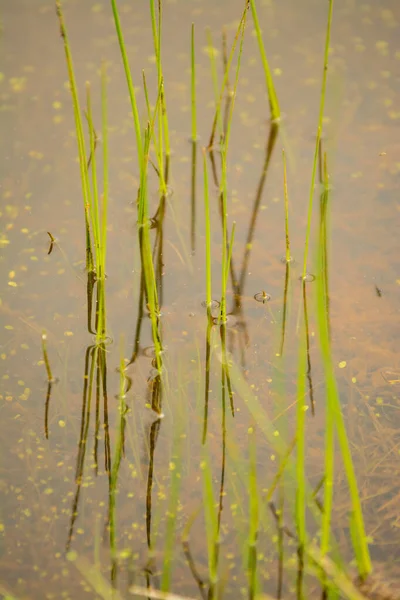 Zelená Tráva Rákos Rostoucí Vodě Rybník — Stock fotografie
