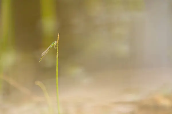 Маленькая Стрекоза Тростнике — стоковое фото